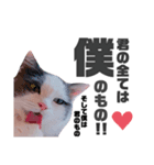 猫とエモーションしてみる？（個別スタンプ：7）