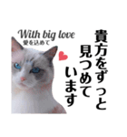 猫とエモーションしてみる？（個別スタンプ：16）