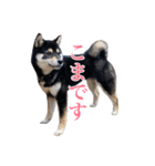 少し大きくなったこまです。（個別スタンプ：1）