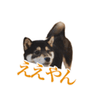 少し大きくなったこまです。（個別スタンプ：2）