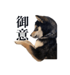 少し大きくなったこまです。（個別スタンプ：3）