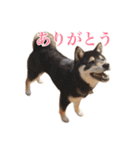 少し大きくなったこまです。（個別スタンプ：4）