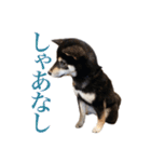 少し大きくなったこまです。（個別スタンプ：5）