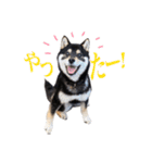 少し大きくなったこまです。（個別スタンプ：6）