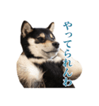 少し大きくなったこまです。（個別スタンプ：7）