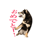 少し大きくなったこまです。（個別スタンプ：8）