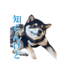 少し大きくなったこまです。（個別スタンプ：9）