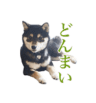 少し大きくなったこまです。（個別スタンプ：10）
