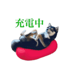 少し大きくなったこまです。（個別スタンプ：11）