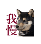 少し大きくなったこまです。（個別スタンプ：12）
