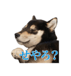 少し大きくなったこまです。（個別スタンプ：14）