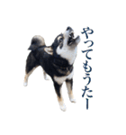 少し大きくなったこまです。（個別スタンプ：15）