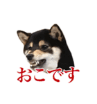 少し大きくなったこまです。（個別スタンプ：17）