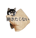 少し大きくなったこまです。（個別スタンプ：19）