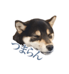 少し大きくなったこまです。（個別スタンプ：20）