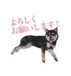 少し大きくなったこまです。（個別スタンプ：21）