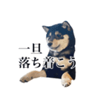 少し大きくなったこまです。（個別スタンプ：22）