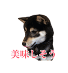少し大きくなったこまです。（個別スタンプ：24）