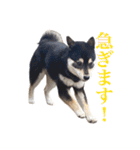 少し大きくなったこまです。（個別スタンプ：25）