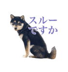 少し大きくなったこまです。（個別スタンプ：26）