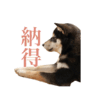 少し大きくなったこまです。（個別スタンプ：27）