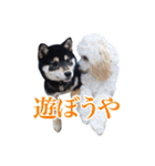 少し大きくなったこまです。（個別スタンプ：28）