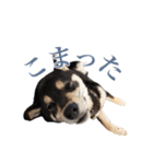 少し大きくなったこまです。（個別スタンプ：29）