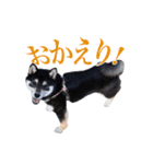 少し大きくなったこまです。（個別スタンプ：30）