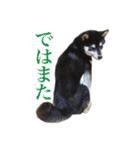 少し大きくなったこまです。（個別スタンプ：31）