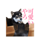 少し大きくなったこまです。（個別スタンプ：32）