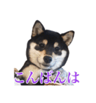 少し大きくなったこまです。（個別スタンプ：34）