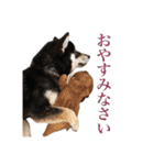 少し大きくなったこまです。（個別スタンプ：35）