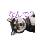 少し大きくなったこまです。（個別スタンプ：36）