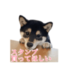 少し大きくなったこまです。（個別スタンプ：37）