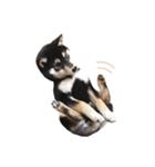 少し大きくなったこまです。（個別スタンプ：38）