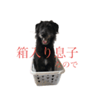 いぬたちたち①（個別スタンプ：2）