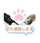 いぬたちたち①（個別スタンプ：5）