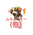 いぬたちたち①（個別スタンプ：10）