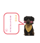 いぬたちたち①（個別スタンプ：11）