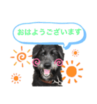 いぬたちたち①（個別スタンプ：15）