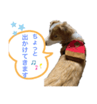 いぬたちたち①（個別スタンプ：16）