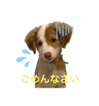 いぬたちたち①（個別スタンプ：17）
