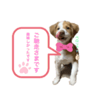 いぬたちたち①（個別スタンプ：19）