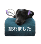 いぬたちたち①（個別スタンプ：23）
