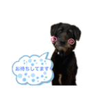 いぬたちたち①（個別スタンプ：32）