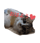 猛獣くるみちゃんの日常！（個別スタンプ：1）