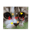 猛獣くるみちゃんの日常！（個別スタンプ：2）