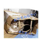 猛獣くるみちゃんの日常！（個別スタンプ：3）