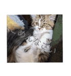 猛獣くるみちゃんの日常！（個別スタンプ：4）