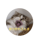 猛獣くるみちゃんの日常！（個別スタンプ：5）